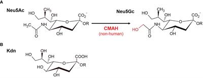 The Distinct Roles of Sialyltransferases in Cancer Biology and Onco-Immunology